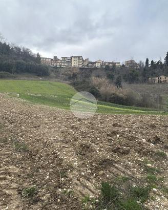 TER. AGRICOLO A RIPATRANSONE