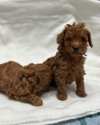 Barboncino toy red con PEDIGREE ENCI