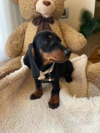 Cucciola di bassotto