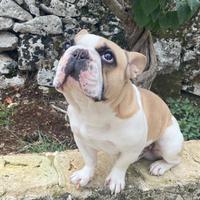 Bulldog francese