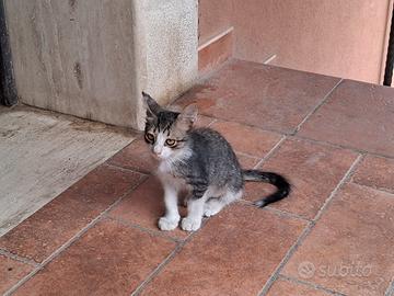 Apollo gattino 2 mesi