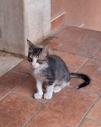 Apollo gattino 2 mesi