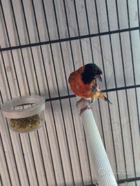 Cardinalino