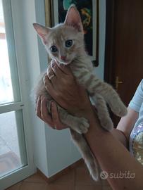 regalasi gattini 
