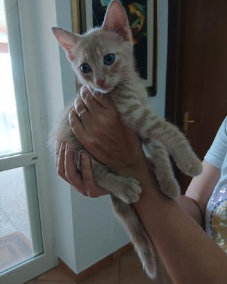 regalasi gattini 