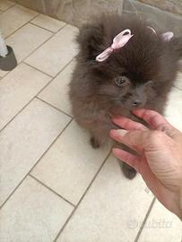 Spitz di Pomerania mini toy