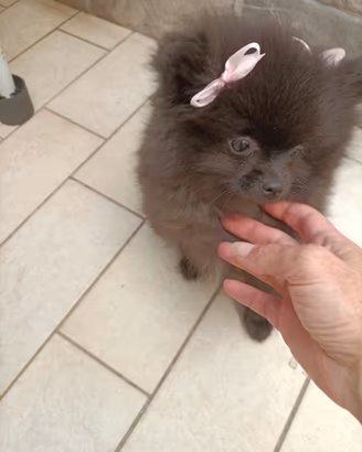 Spitz di Pomerania mini toy