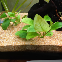 Piante per acquario varie specie