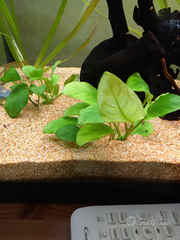 Piante per acquario varie specie