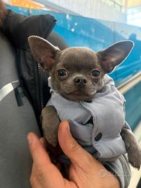 Findanzata per Chihuahua Blu Tan