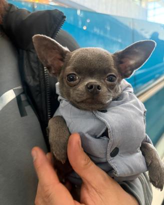 Findanzata per Chihuahua Blu Tan