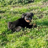 Cuccioli rottweiler