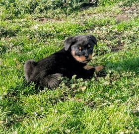Cuccioli rottweiler