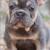 Cuccioli di Bulldog Francese