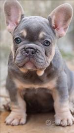 Cuccioli di Bulldog Francese