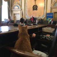 Custode Guardiano L 68/99