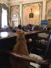 Custode Guardiano L 68/99