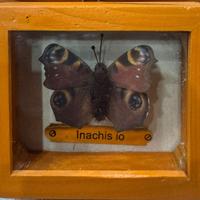 Farfalle imbalsamate incorniciate