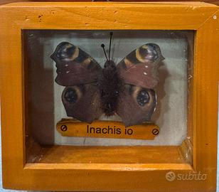 Farfalle imbalsamate incorniciate
