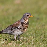 Sasselli e cesene alta qualità e genetica