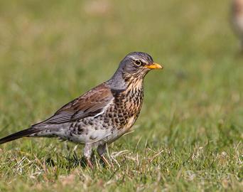 Sasselli e cesene alta qualità e genetica