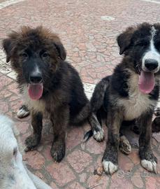 5 cuccioli mix Pastore Maremmano e Pastore Tedesco