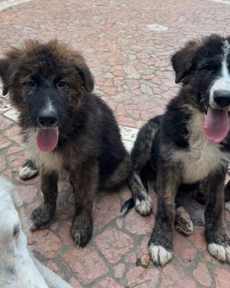 5 cuccioli mix Pastore Maremmano e Pastore Tedesco
