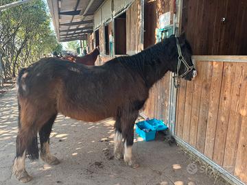 Pony welsh