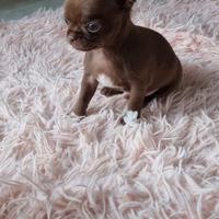 Chihuahua maschietto chocolate