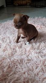 Chihuahua maschietto chocolate