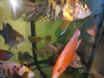 Ciclide Aulonocara firefish