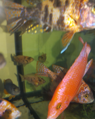 Ciclide Aulonocara firefish