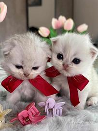 Gattini British Long Hair (Maschietti)