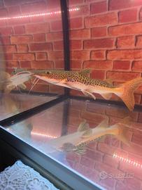 Pesci Predatori Ciclidi