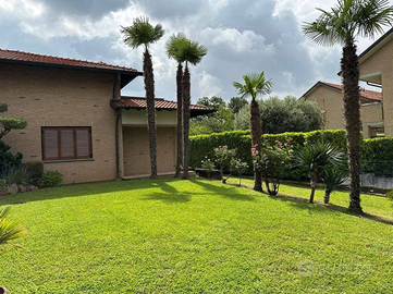 palma cinese Trachycarpus fortunei