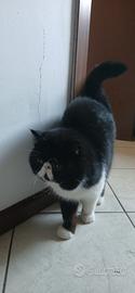Gatto persiano per monta