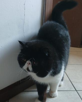 Gatto persiano per monta