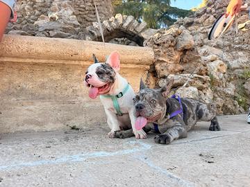 Cuccioli bulldog francesi di 5 mesi femmina 
