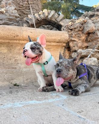 Cuccioli bulldog francesi di 5 mesi femmina 