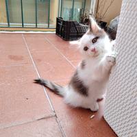 Munchkin a zampe corte, femmina