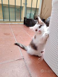 Munchkin a zampe corte, femmina