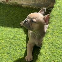 Bulldog francese blue fawn