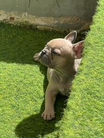 Bulldog francese blue fawn