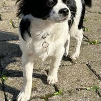 Cucciola Chihuahua Pedigree