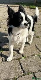 Cucciola Chihuahua Pedigree