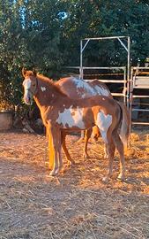 Puledra paint horse