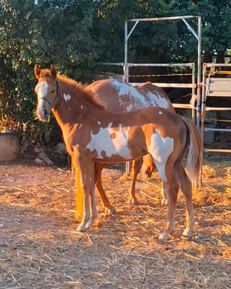 Puledra paint horse