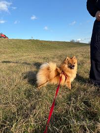 Spitz di Pomerania per monta