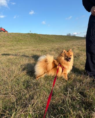 Spitz di Pomerania per monta