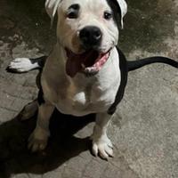 Amstaff per monta pedigree enci